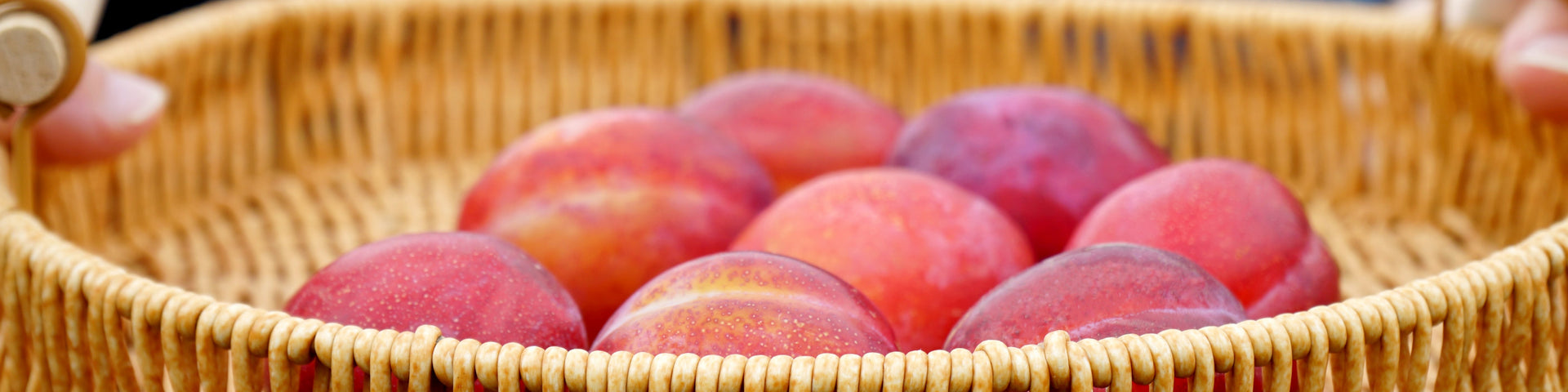 Plums from tree
