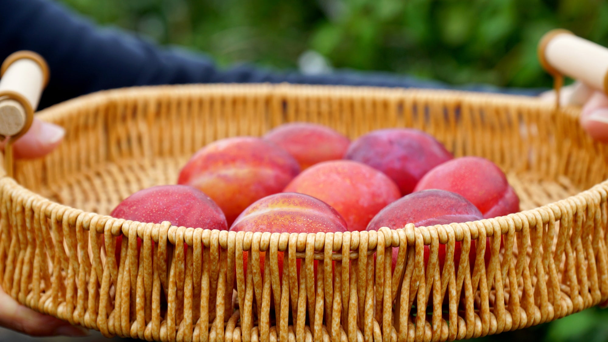 Plums from tree