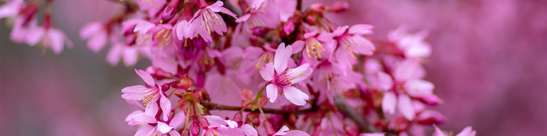 Flowering Cherry blossom