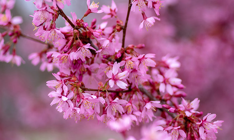 Flowering Cherry blossom
