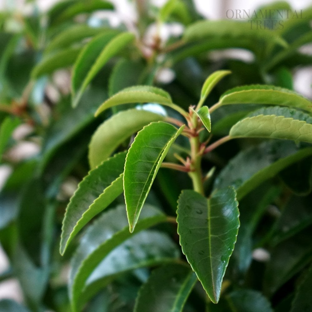 Prunus lusitanica 'Angustifolia' Portuguese Laurel hedging