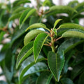 Hedging, 40-60cm height, rootball