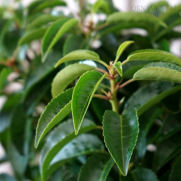 Prunus lusitanica 'Angustifolia' Portuguese Laurel hedging