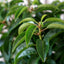 Prunus lusitanica 'Angustifolia' Portuguese Laurel hedging
