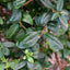 Ligustrum vulgare 'Atrovirens' Privet