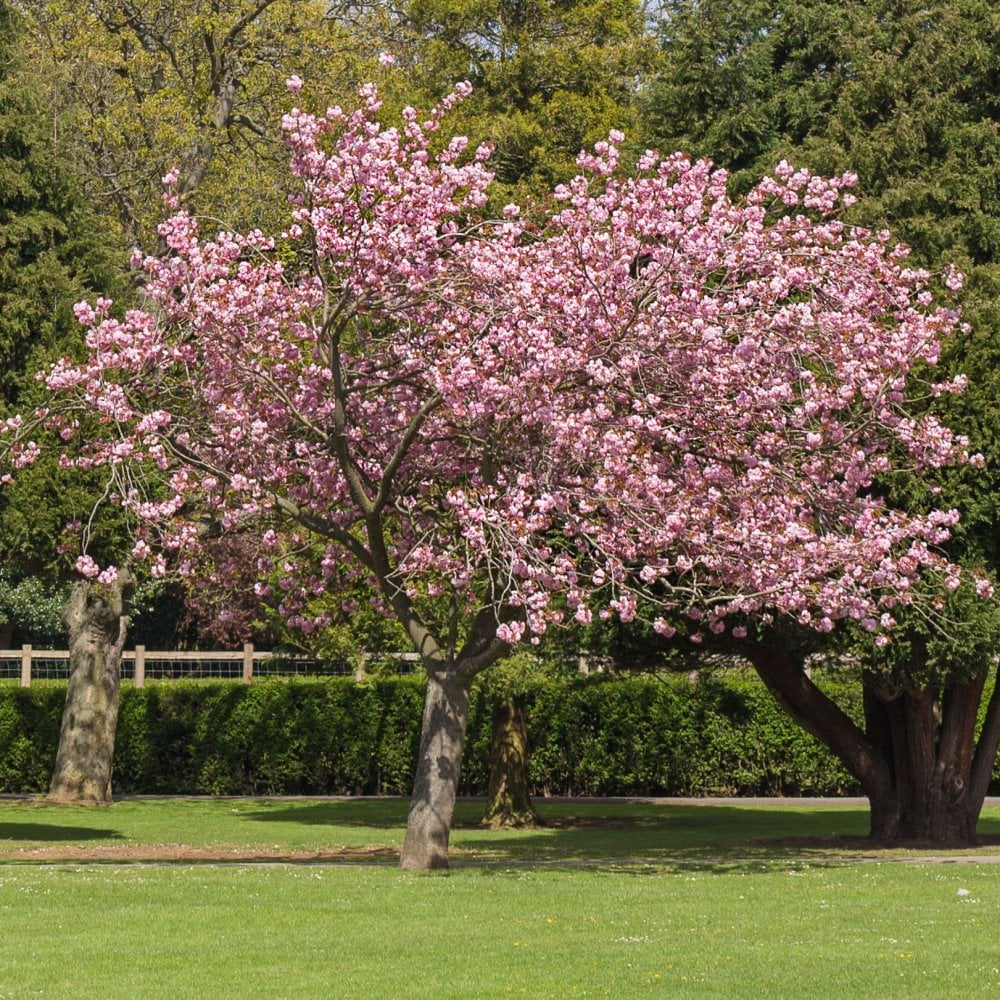 Prunos Tree Prunus Accolade | Pink Flowering Cherry Blossom Tree | Ornamental Trees