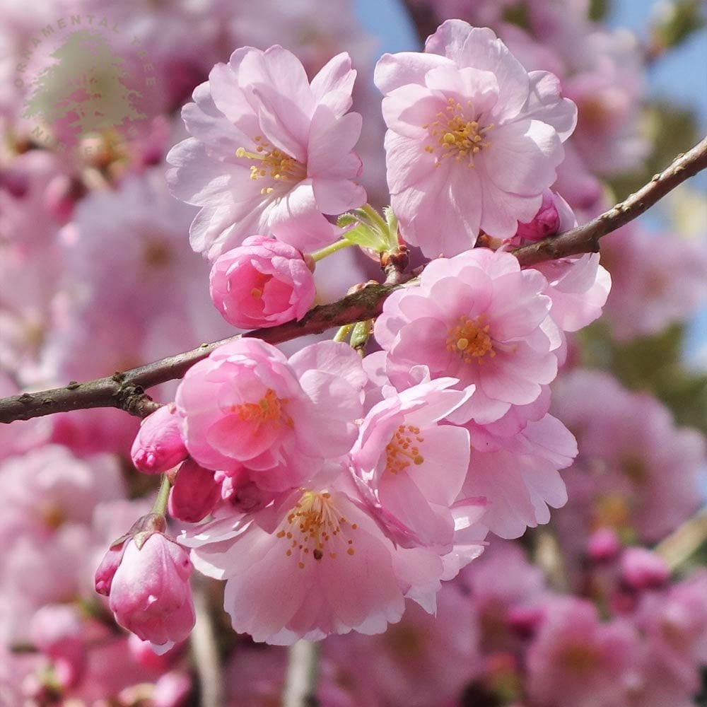 Prunos Tree Prunus Accolade | Pink Flowering Cherry Blossom Tree | Ornamental Trees
