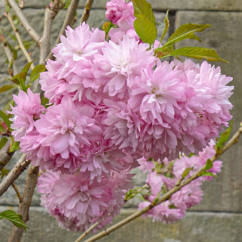 Prunos Tree Prunus Asano | Upright Pink Cherry Blossom Tree | Ornamental Trees