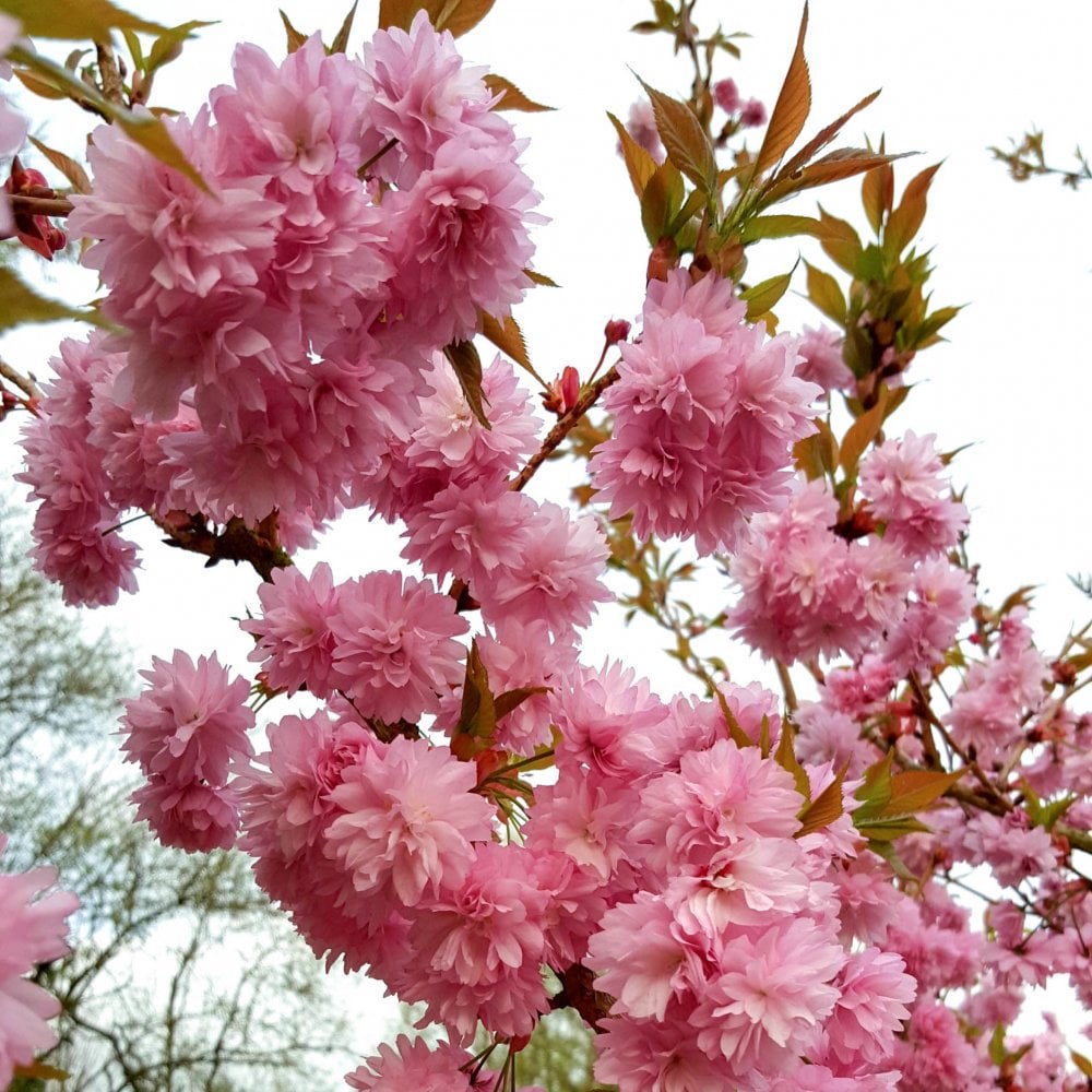 Prunos Tree Prunus Asano | Upright Pink Cherry Blossom Tree | Ornamental Trees