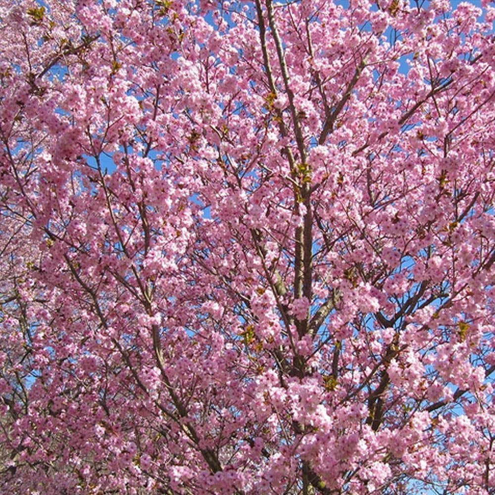 Prunos Tree Prunus Beni-yutaka | Pink Cherry Blossom Tree | Ornamental Trees
