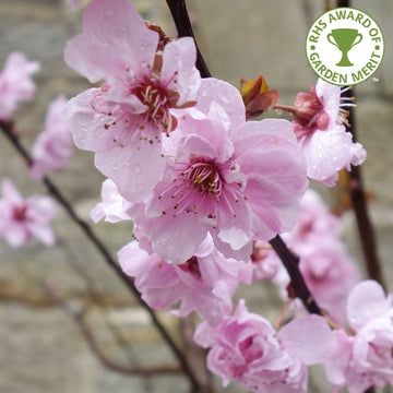 Prunus × blireana ornamental plum
