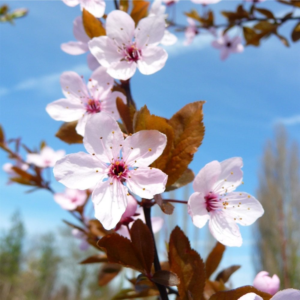 Prunos Tree Prunus cerasifera Nigra | Purple Cherry Plum Tree | Ornamental Trees