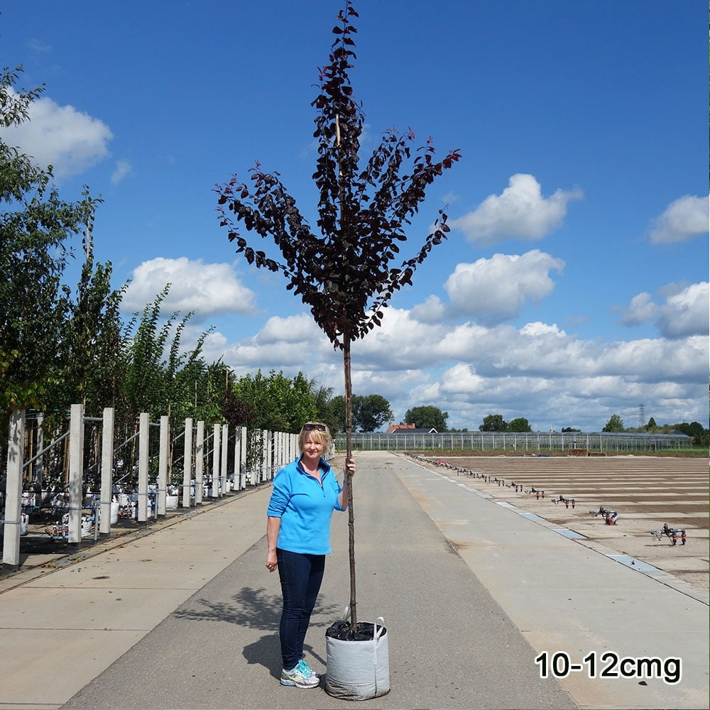 Prunos Tree Prunus cerasifera Nigra | Purple Cherry Plum Tree | Ornamental Trees