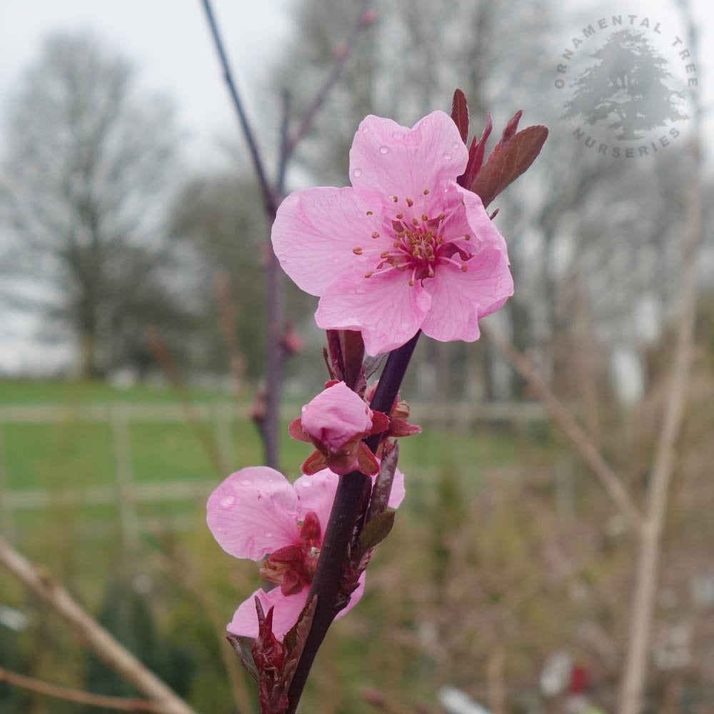Prunus Spring Glow Rhs Prunus cerasifera Spring Glow | Purple Cherry Plum Tree | Ornamental Trees