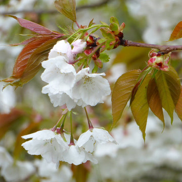 Prunus Chocolate Ice Matsumae-fuki