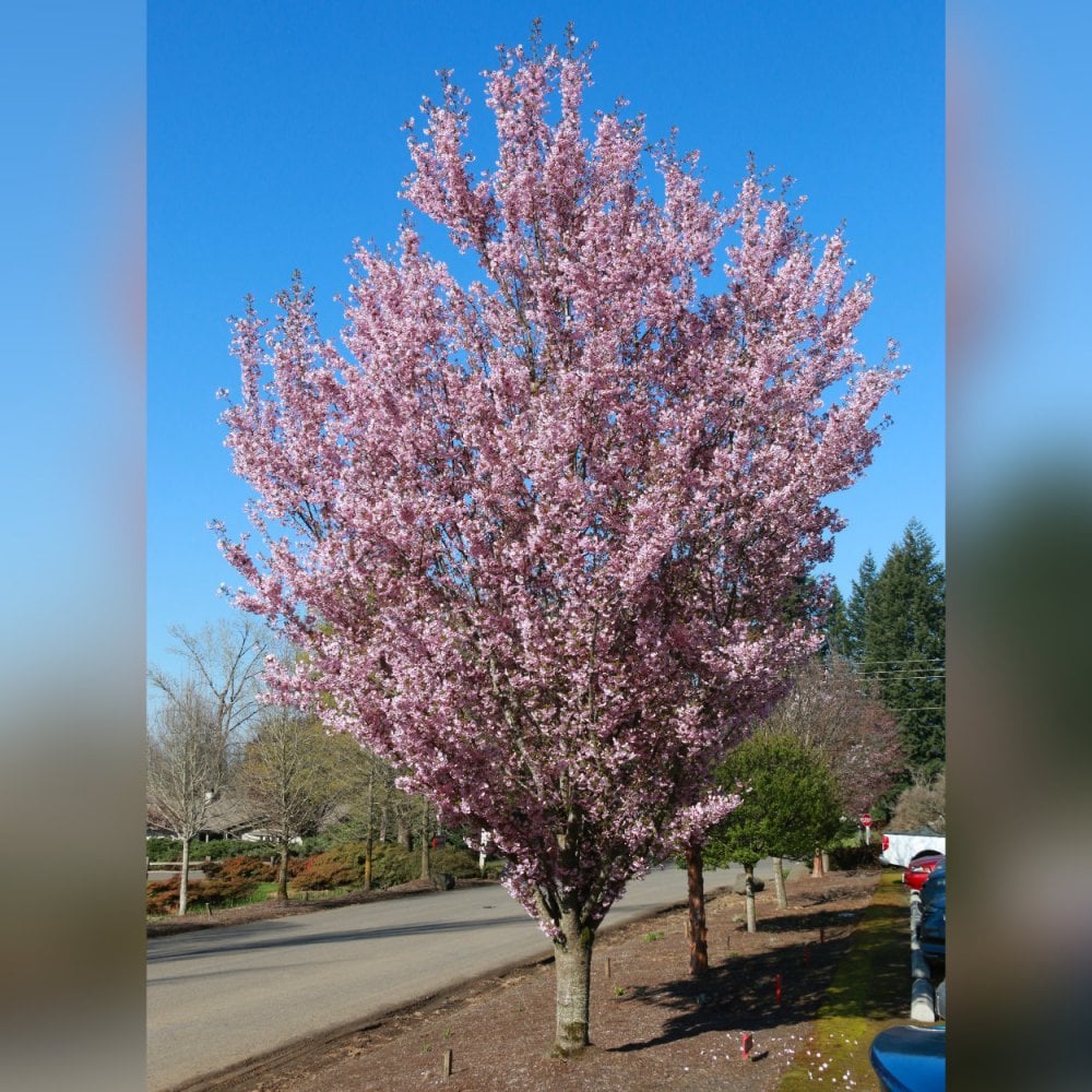 First Blus Tree Prunus First Blush | Upright Pink Flowering Cherry | Ornamental Trees