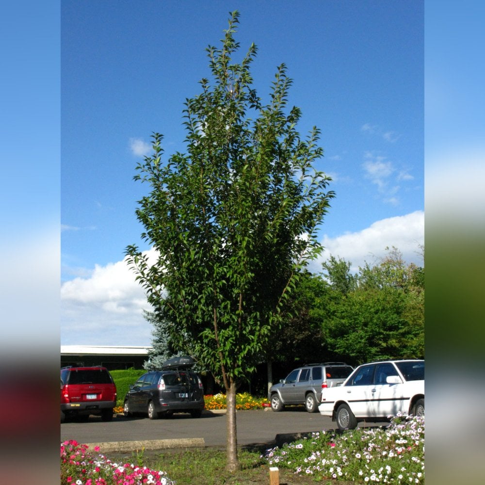 First Blus Tree Prunus First Blush | Upright Pink Cherry Blossom Tree | Ornamental Trees