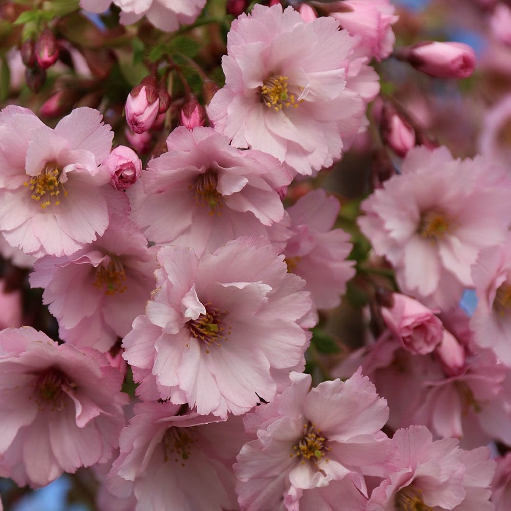 First Blus Tree Prunus First Blush | Upright Pink Cherry Blossom Tree | Ornamental Trees
