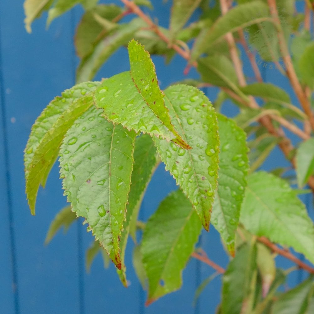 First Lady Tree Prunus First Lady | Pink Flowering Cherry Blossom | Ornamental Trees