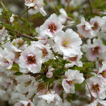 Prunus 'Hally Jolivette' Cherry Blossom