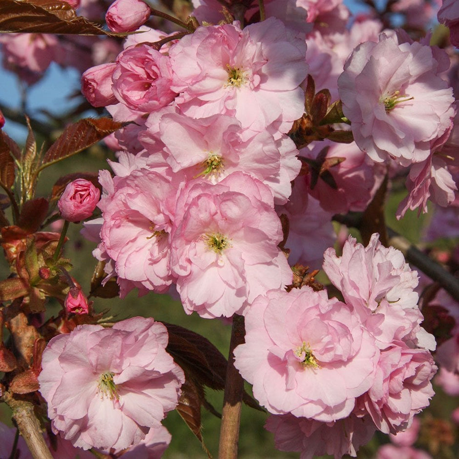 Remembrance, Memorial & Sympathy Trees | Ornamental Trees