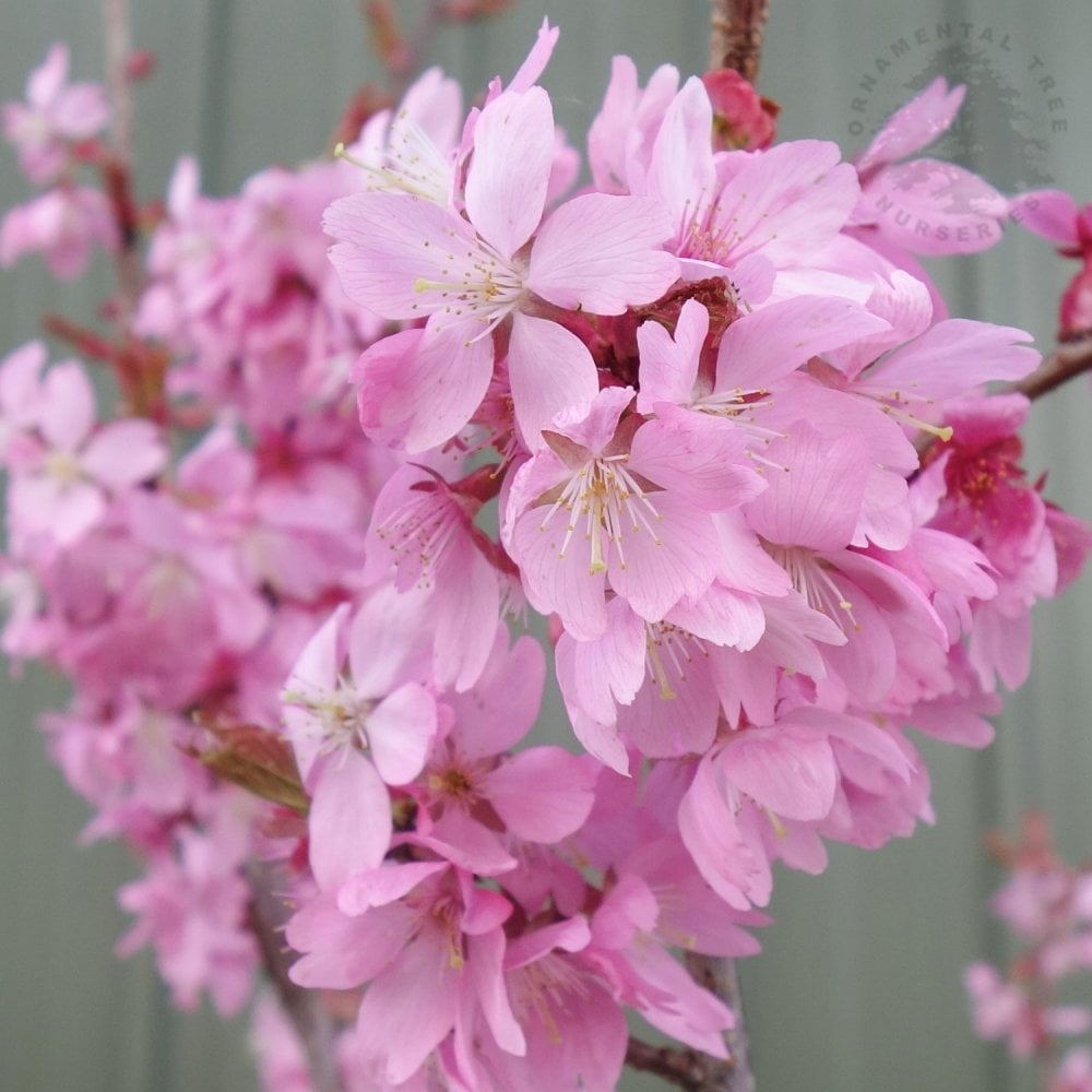 Prunus x incam Dream Catcher Pink Flowering Cherry | Ornamental Trees