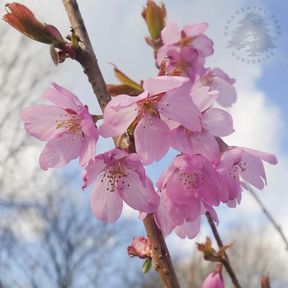 Prunus x incam Dream Catcher Pink Flowering Cherry | Ornamental Trees