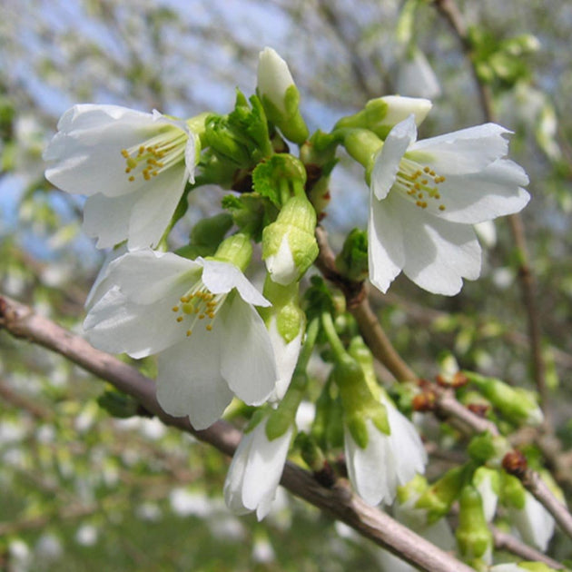 Prunos Tree Prunus incisa f. yamadei | Fuji Cherry Blossom Tree | Ornamental Trees