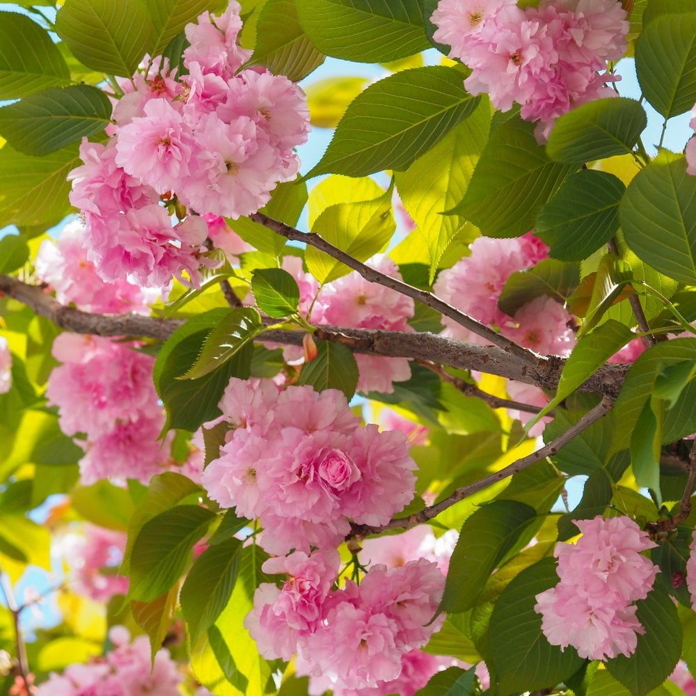 Kanzan Flowering Cherry Blossom Tree Outdoor Ornamental Prunus Bare Root 1.2m main image 1