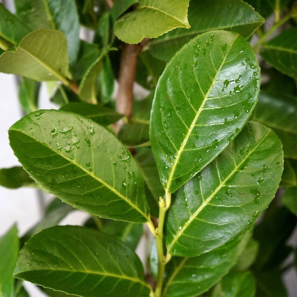 Prunus laurocerasus 'Rotundifolia' Cherry Laurel hedge closeup of leaves