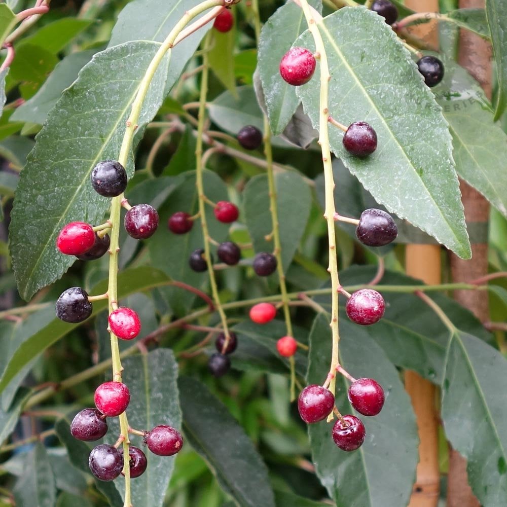 Prunus Lusitanica Portuguese Laurel Ornamental Trees Prunus Lusitanica Portuguese Laurel Ornamental Trees
