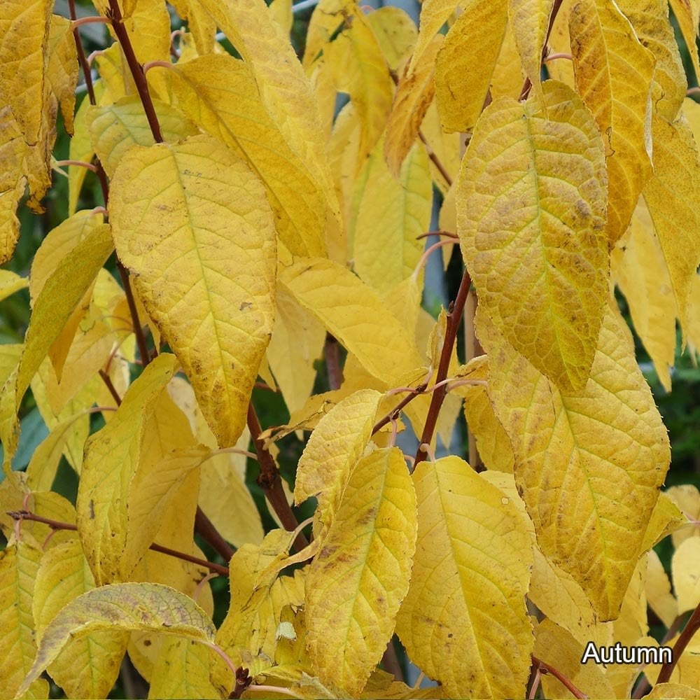 Machis Tree Prunus maackii | Manchurian Cherry Trees For Sale | Ornamental Trees