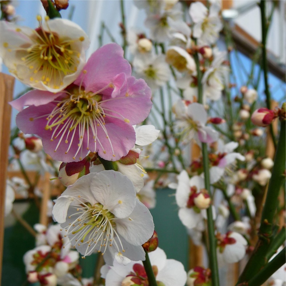 Prunus mume Omoi-no-mama | Japanese Flowering Apricot Trees ...