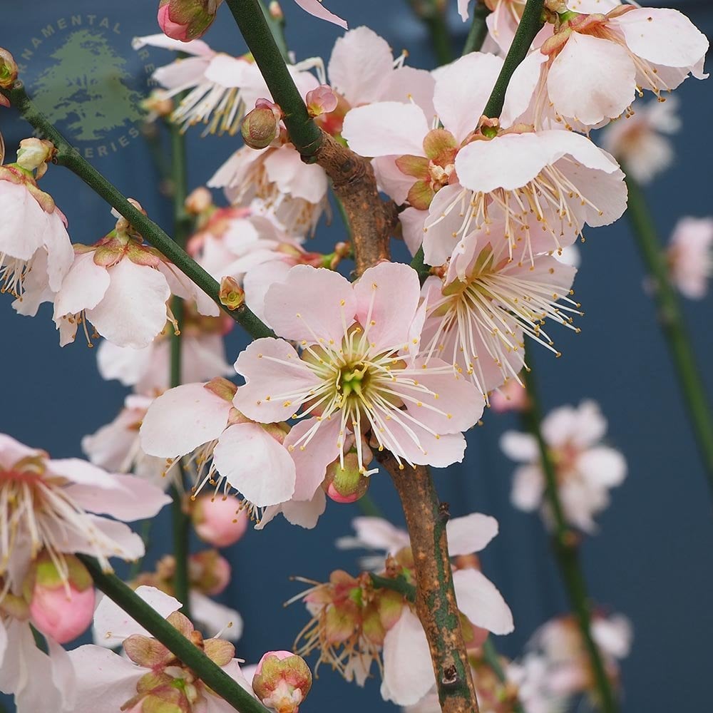 Winter Flowering Cherry Blossom Trees | Ornamental Trees