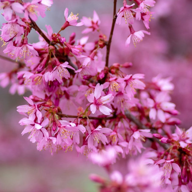 Prunos Tree Prunus Okame | Small Pink Cherry Blossom Tree | Ornamental Trees