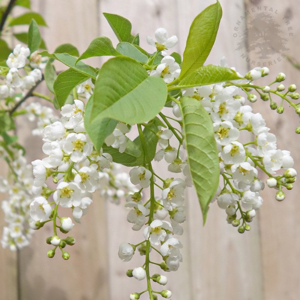 Prunus padus Le Thoureil | Buy Bird Cherry Trees | Ornamental Trees