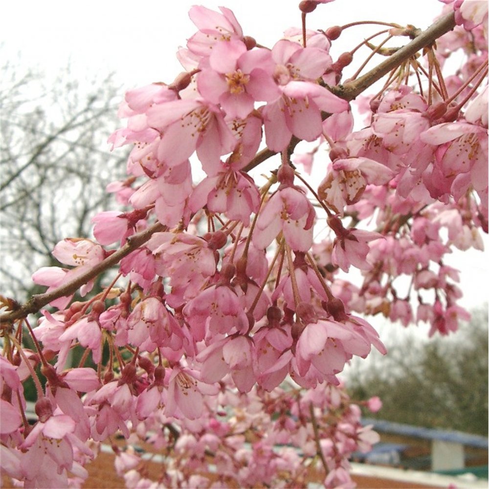 Prunus pendula Pendula Rubra | Weeping Cherry Tree | Ornamental Trees