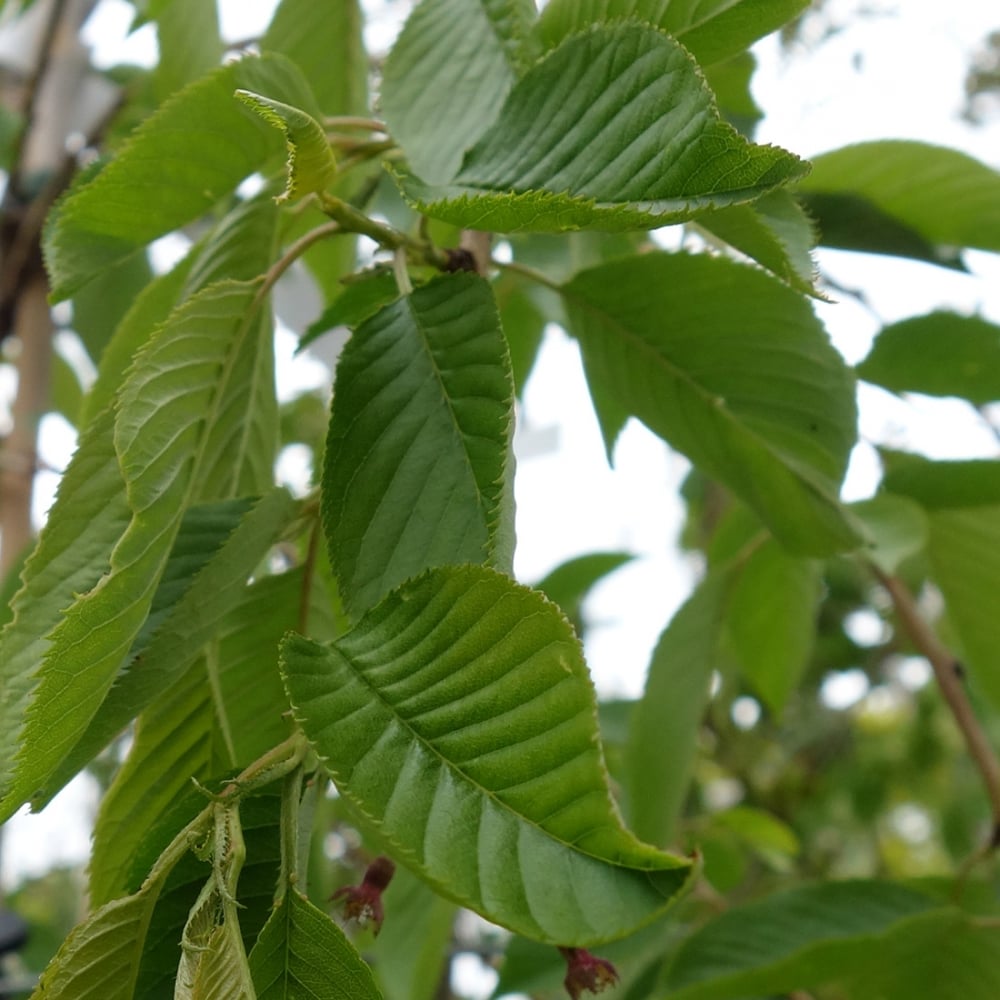 Prunus pendula Pendula Rubra | Weeping Cherry Tree | Ornamental Trees