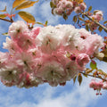 Single stem tree, 150-200cm, 12L pot