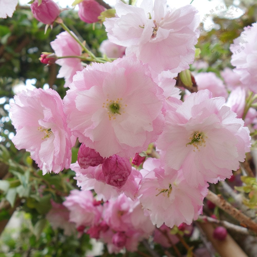 Prunos Tree Prunus Shirofugen | Japanese Cherry Blossom Tree | Ornamental Trees