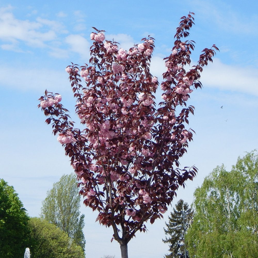 Prunos Tree Prunus Royal Burgundy | Purple Cherry Blossom Tree | Ornamental Trees