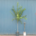 Single stem tree, 150-200cm, 12L pot