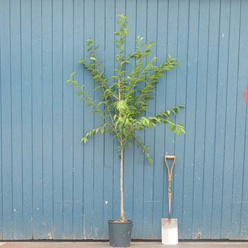 Prunus 'Royal Flame' Cherry tree
