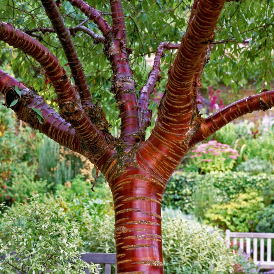 Trees Multripal Buy True Multi Stem Trees | Ornamental Trees