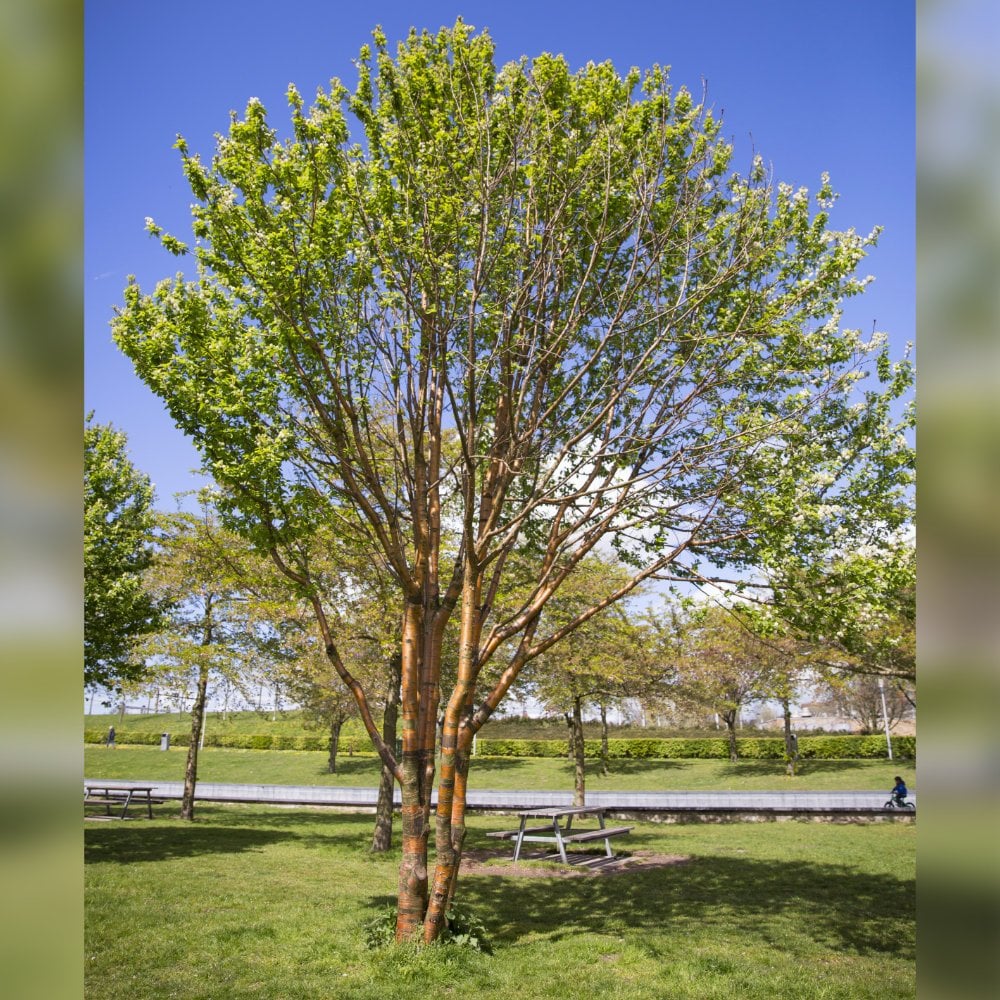 Prunos Tree Prunus serrula | Buy Tibetan Cherry Trees Online | Ornamental Trees