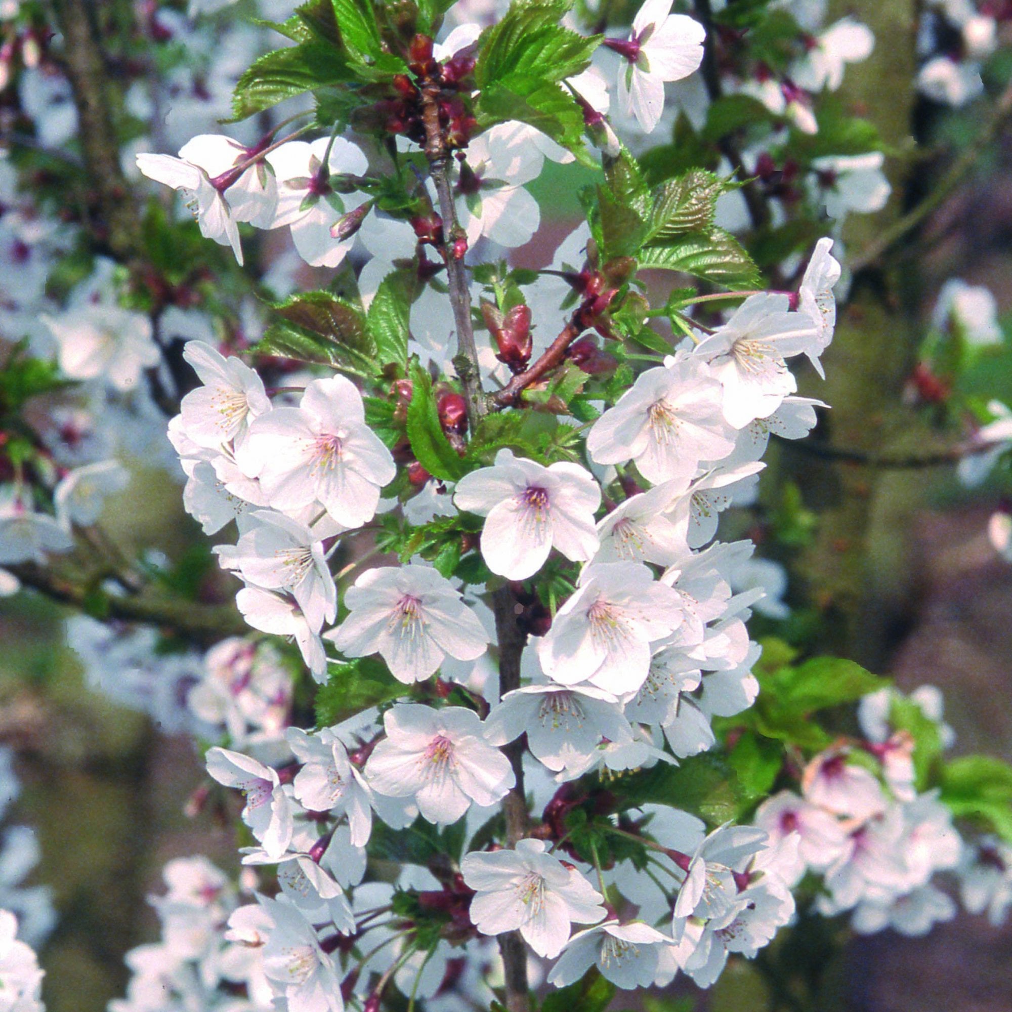 Goose Tree Snow Goose Tree 639x960