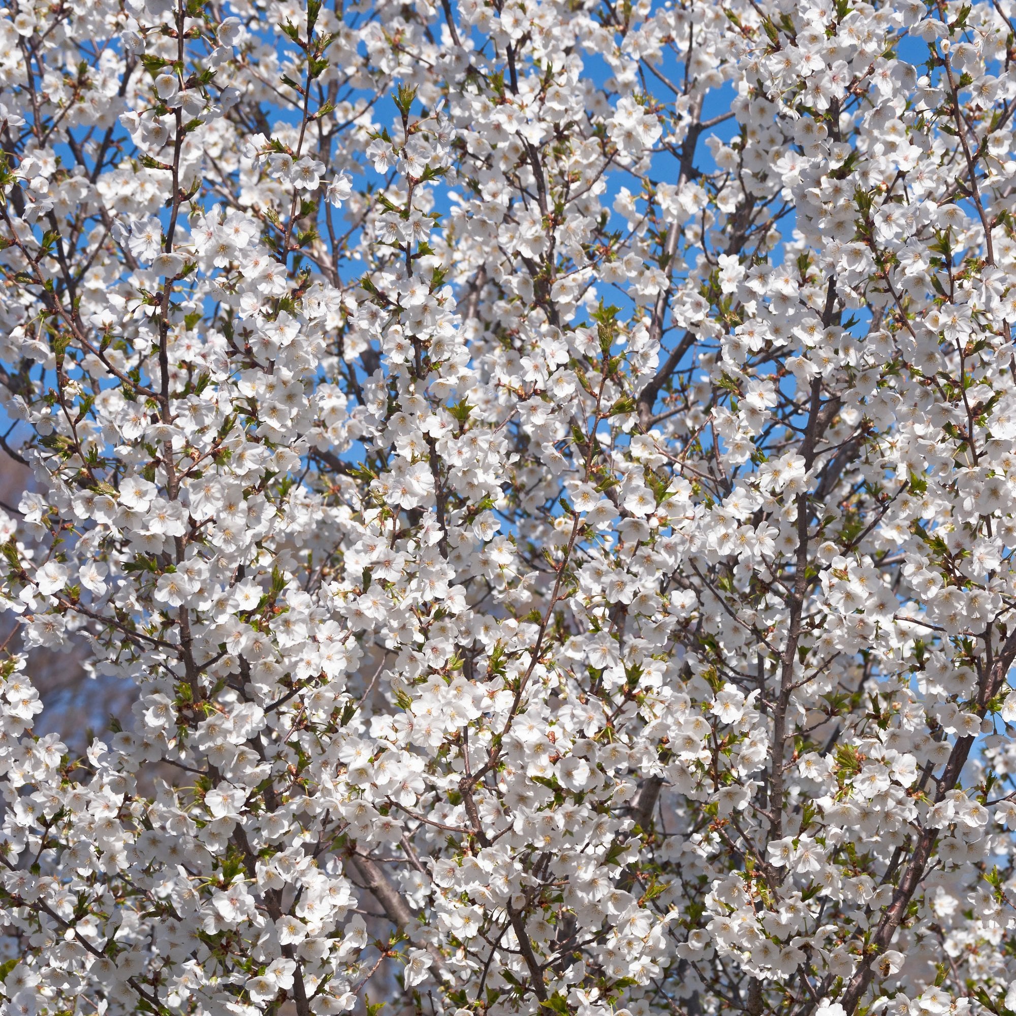 Goose Tree Prunus Snow Goose Upright Flowering Cherry Blossom | Ornamental Trees