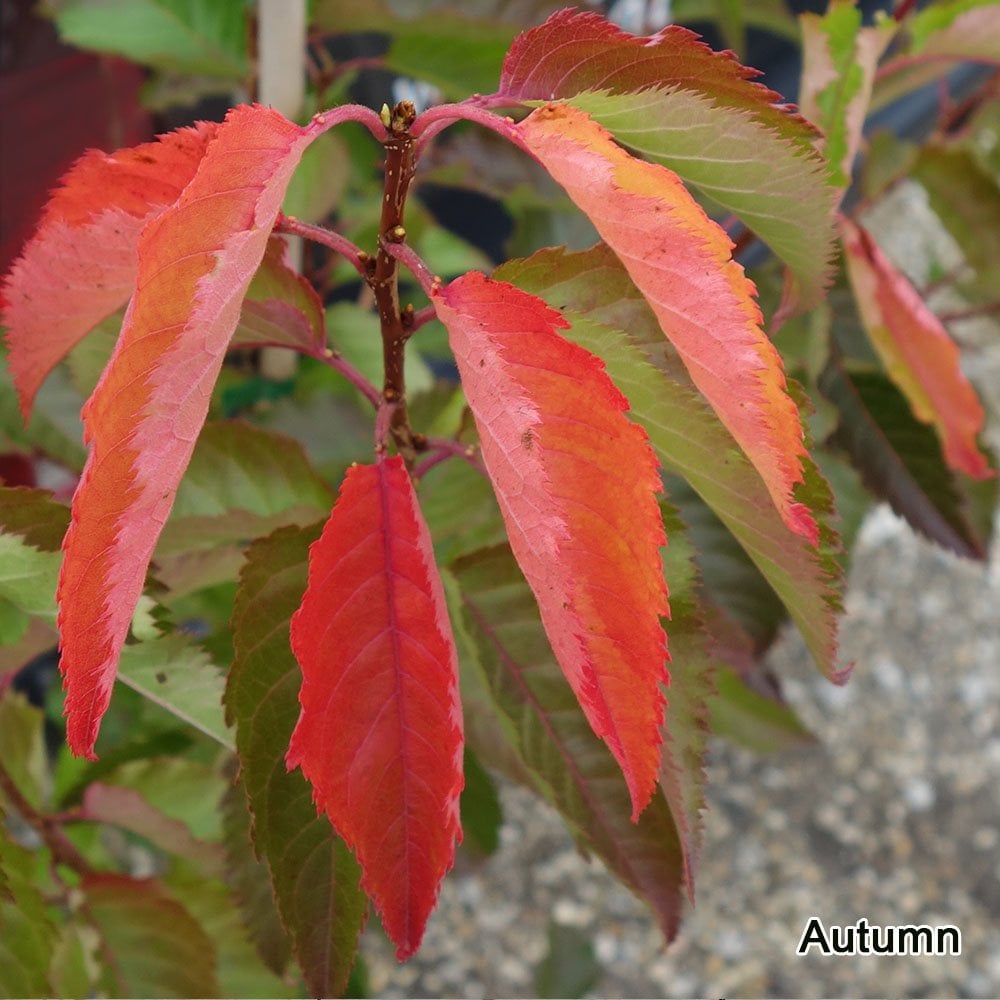Goose Tree Prunus Snow Goose Upright Flowering Cherry Blossom | Ornamental Trees