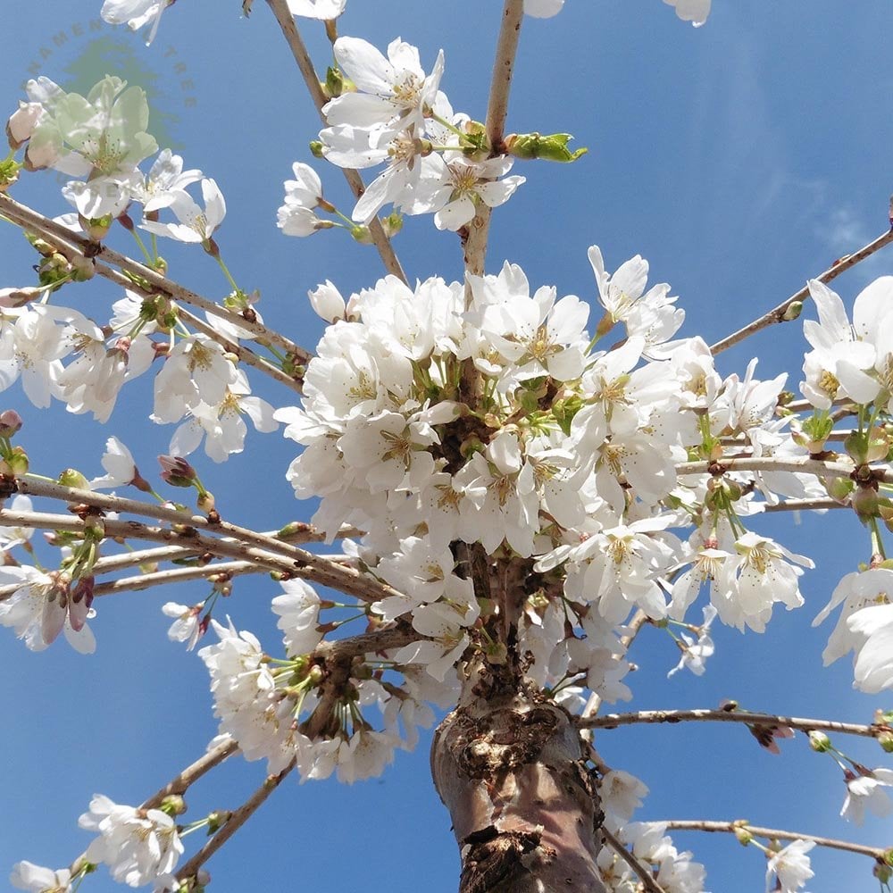 Prunos Tree Flowering Cherry Blossom Trees | Prunus | Ornamental Trees