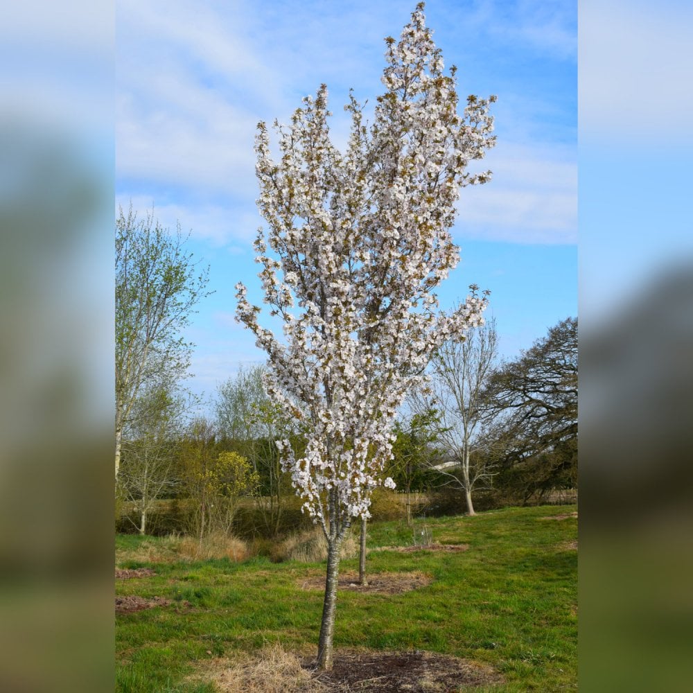 Prunos Tree Flowering Cherry Blossom Trees | Prunus | Ornamental Trees